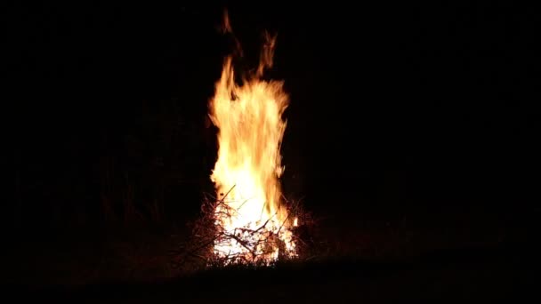 Night fire of dry branches — Stock Video