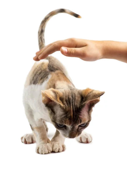 Dziecka ręką gładząc kotów Devon Rex — Zdjęcie stockowe