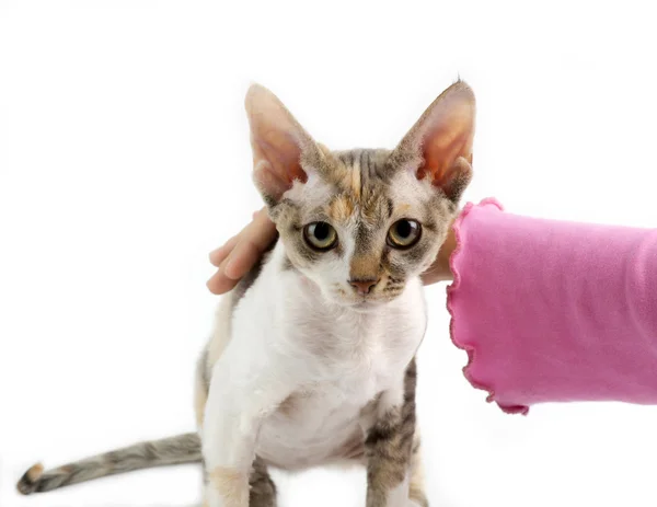 Child hand stroking the cat Devon Rex — Stock Photo, Image