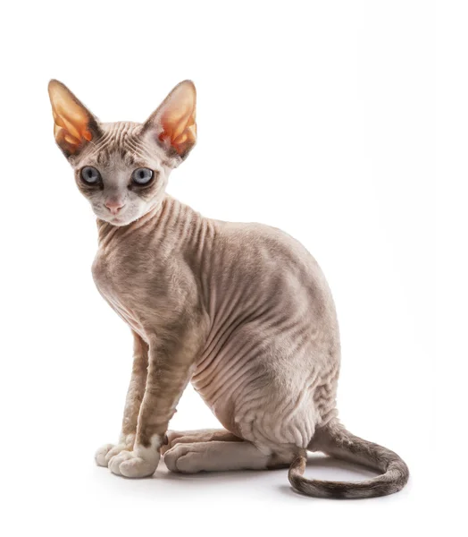 Kätzchen devon rex auf weißem Hintergrund — Stockfoto