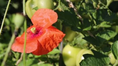 Rüzgarda sallanan alan haşhaş