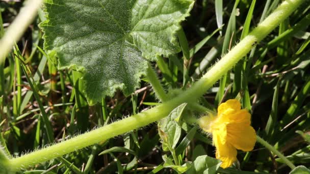 Fecho de pepino florido — Vídeo de Stock