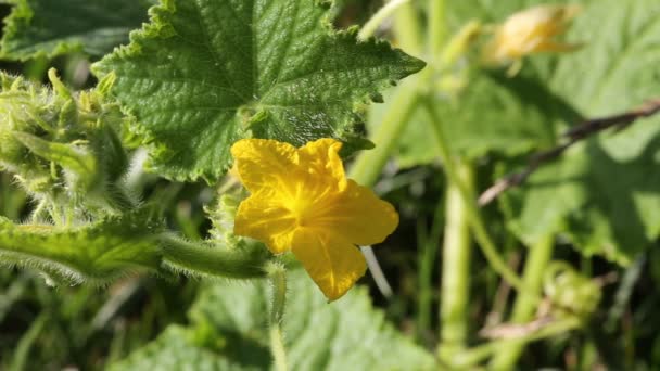 Flowering cucumber closeup — Stock Video