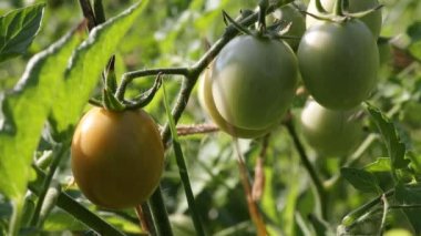 Dalda domates olgunlaşmak