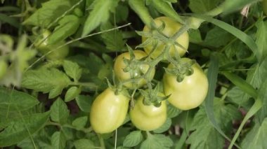 Dalda domates olgunlaşmak