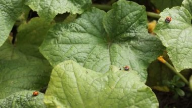 Salatalık bir parçası üzerinde oturan ladybugs