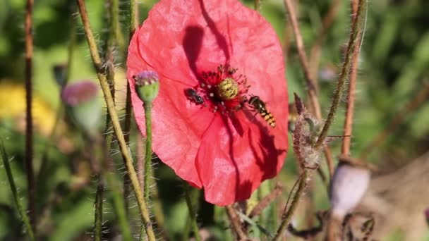 Insekter samlas in pollen från en vallmo — Stockvideo