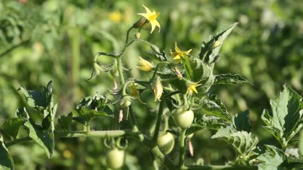 Tomatoes ripen on the branch — Stock Video