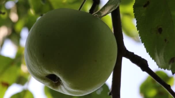 Grönt äpple hängde på en gren — Stockvideo