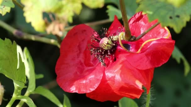 Insekten sammelten Pollen von einem Mohnfeld — Stockvideo