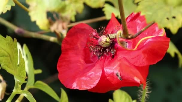 Insectes recueillis pollen d'un champ de pavot — Video