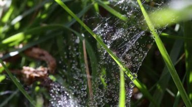 Yağmur damlaları web üzerinde çim