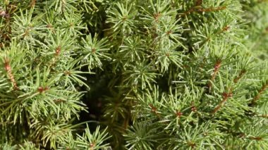 Ladin iğne dekoratif closeup üstünde su damlaları