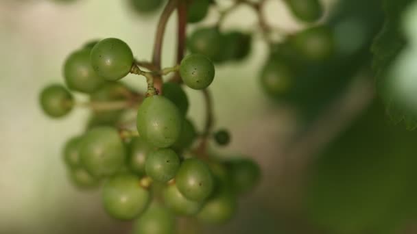 Faire mûrir un bouquet de raisins gros plan — Video