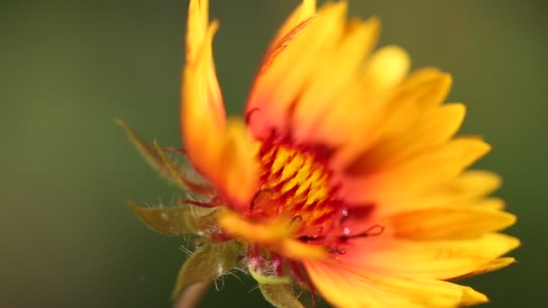 Fleur sauvage jaune gros plan sur fond flou — Video