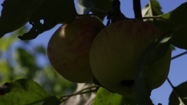 Gula äpplen mognar på trädgren — Stockvideo