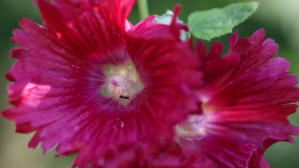 Муравей в цветочном соцветии Althea pink — стоковое видео