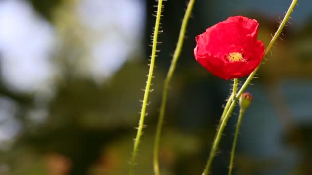 Amapolas rojas balanceándose en el viento — Vídeos de Stock