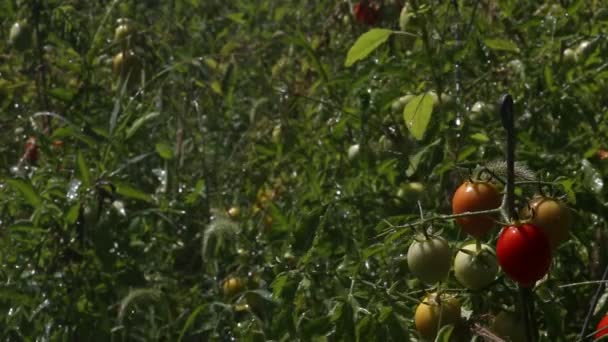 Wasserbetten mit Tomaten gießen — Stockvideo