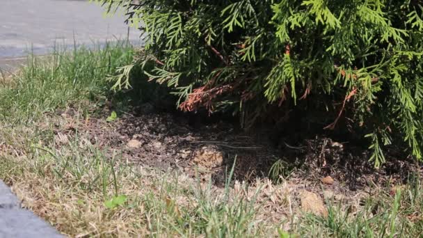 Wasp nest onder een bush van juniper — Stockvideo