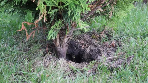 Wasp nest under a bush of juniper — Stock Video