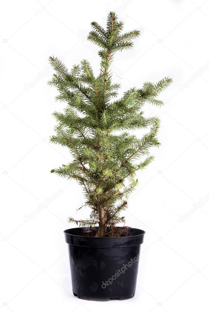 Sapling of  spruce on a white background