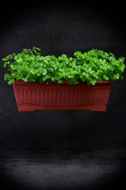 Karanlık bir arka planda bitki kutusunda maydanoz yetiştiriyorum.