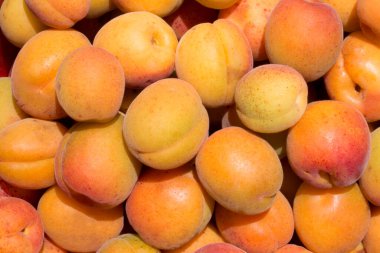 Hasat olgun kayısı yakın çekim