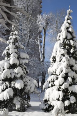 Şehir parkında beyaz karla kaplı bir ladin ağacı.