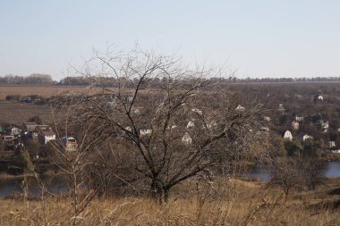 Kırsal alana karşı kuru bir sonbahar ağacı
