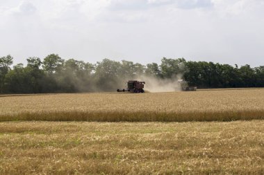 Güneşli bir yaz gününde buğday hasadı.