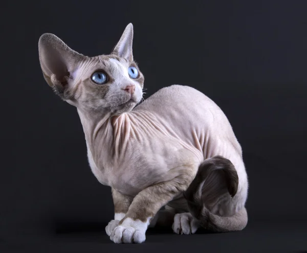 Kitten Devon rex on a black background — Stock Photo, Image