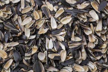 Ayçiçeği tohumu yakın çekim kabuğu