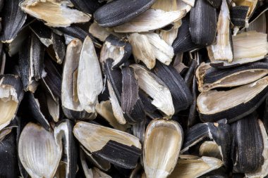 Ayçiçeği tohumu yakın çekim kabuğu