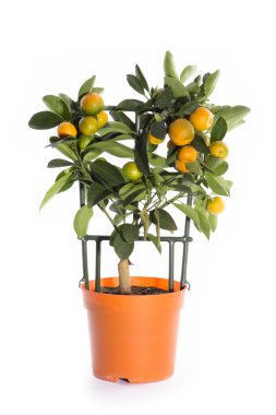 Calamondin bush beyaz bir arka plan üzerinde