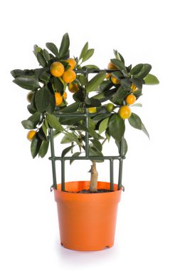 Calamondin bush beyaz bir arka plan üzerinde