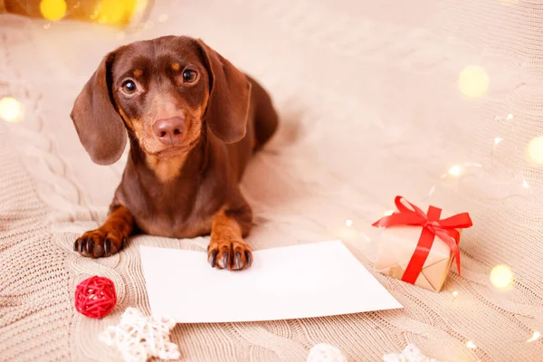 Bir dachshund köpeği Noel dilek listesi ile kanepede yatıyor. Noel tebrik kartı kış konsepti. Köpek arkaplanı
