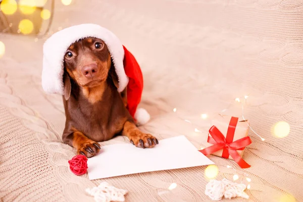 Cachorro Salchicha Sombrero Navidad Está Acostado Sofá Con Una Lista Fotos de stock libres de derechos