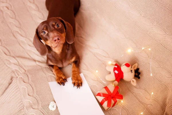 Cachorro Salchicha Acostado Sofá Con Una Lista Deseos Navideños Tarjeta Fotos de stock