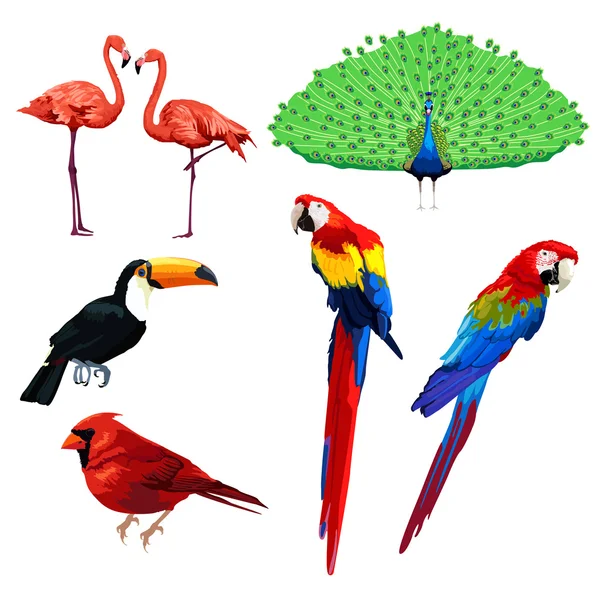 Diferentes tipos de aves — Vetor de Stock