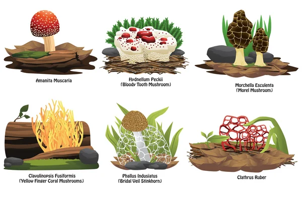Différents types de champignons — Image vectorielle