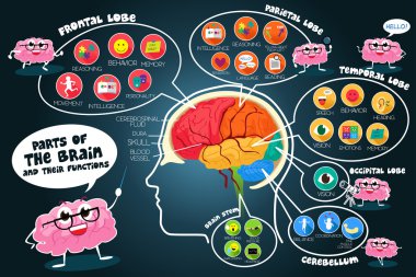 Infographic parçaları ve beyin fonksiyonları