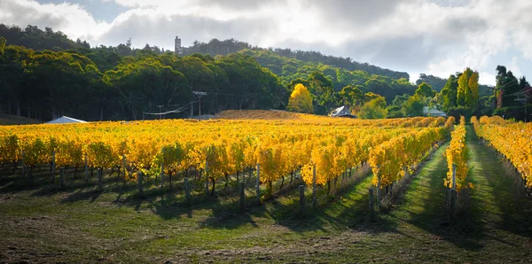 Gouden herfst wijngaard — Stockfoto