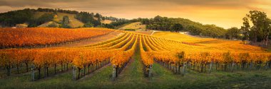 Golden Vineyard in South Australia clipart