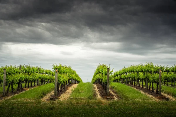 Wijngaard Mclaren Vale Zuid Australië — Stockfoto