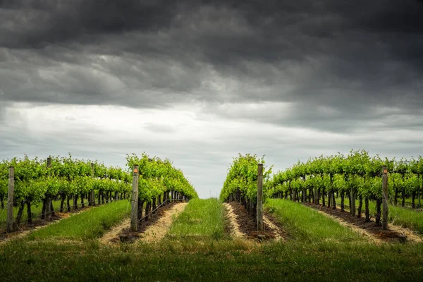 Vinhedo Mclaren Vale Austrália Sul — Fotografia de Stock