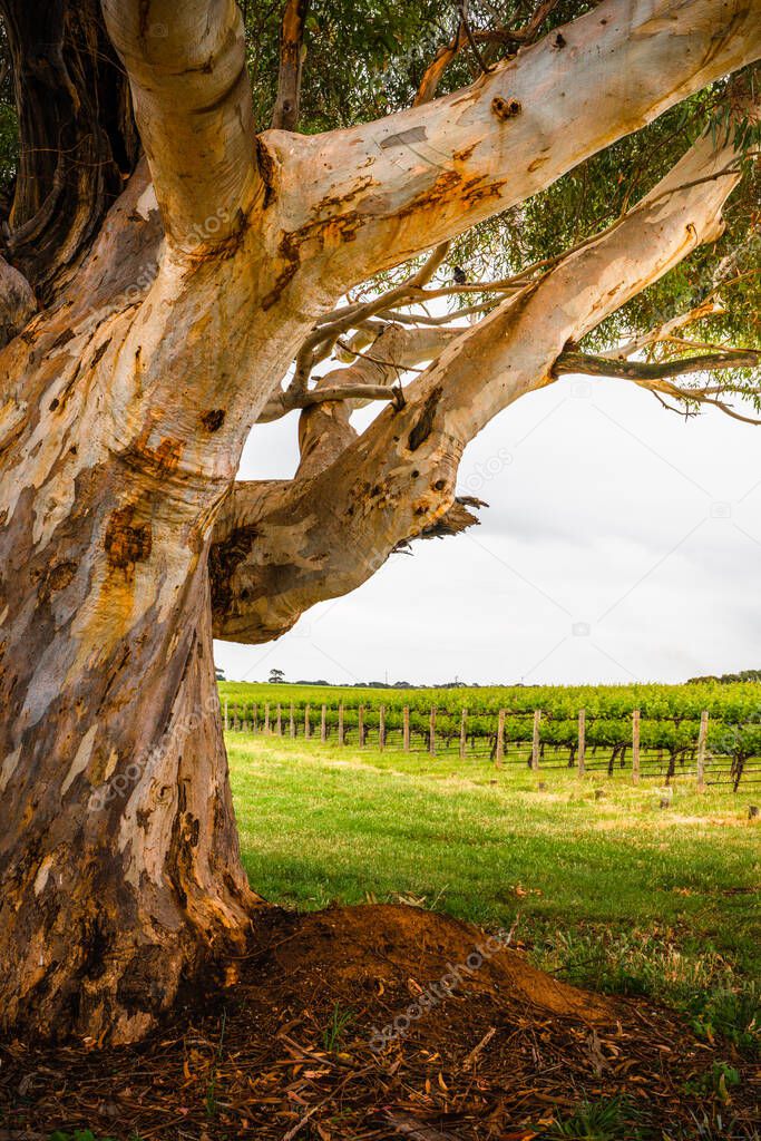 Vineyard in McLaren Vale, South Australia