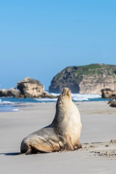 Sea Lion Sun bakning — Stockfoto