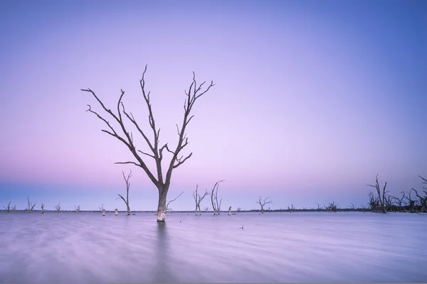 Göl Bonney ölü ağaç — Stok fotoğraf