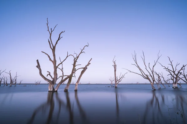 Árvores mortas em Lake Bonney — Fotografia de Stock